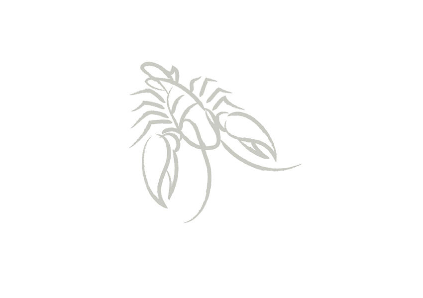 An illustration of a crab, the zodiac symbol for Cancer, using hand-drawn gray brush strokes